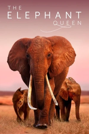 Regarder The Elephant Mother en streaming complet