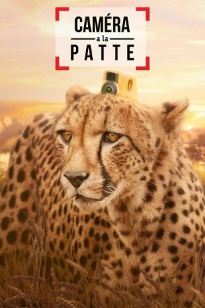 Regarder Caméra à la patte - Saison 1 en streaming complet